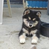 Chiot pomsky f3 #3