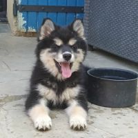 Chiot pomsky f3
