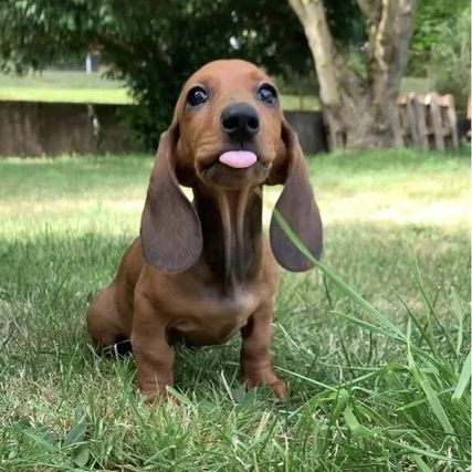 Chiots teckel #0