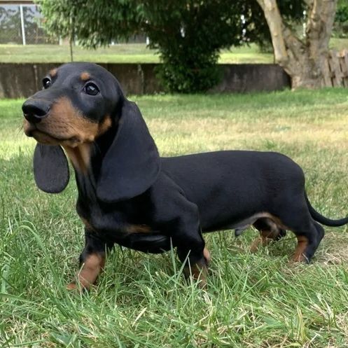 Chiots teckel #3
