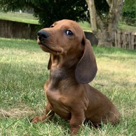 Chiots teckel #4