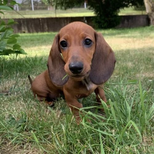 Chiots teckel #5