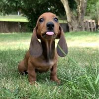 Chiots teckel