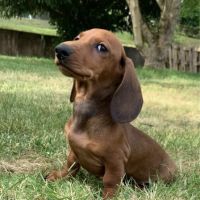 Chiots teckel #4
