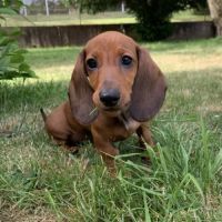 Chiots teckel #5