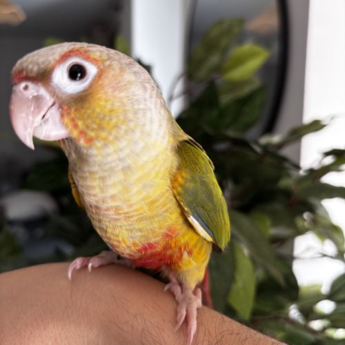 Conure ananas eam #5