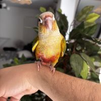 Conure ananas eam #2