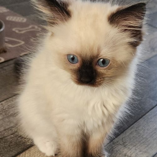 Femelle ragdoll loof