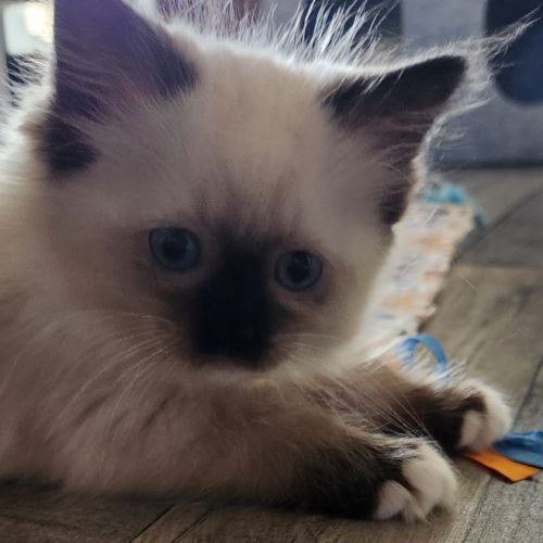 Femelle ragdoll loof #3