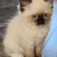 Femelle ragdoll loof #1