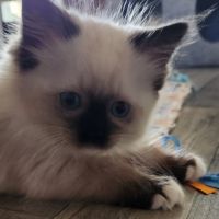 Femelle ragdoll loof #3