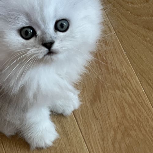 Chatons persan chinchilla loof a reserver