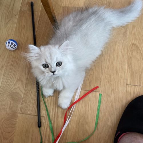 Chatons persan chinchilla loof a reserver #2