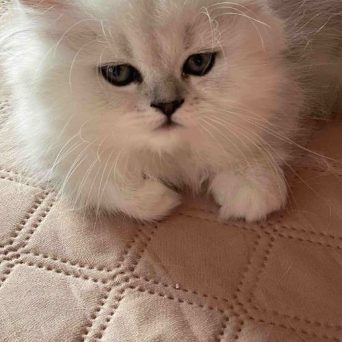Chatons persan chinchilla loof a reserver #5