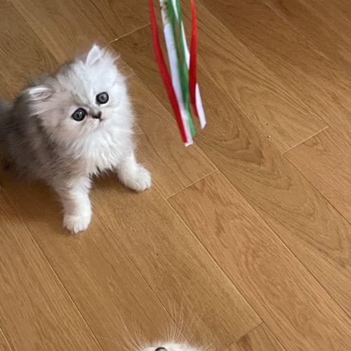 Chatons persan chinchilla loof a reserver #7