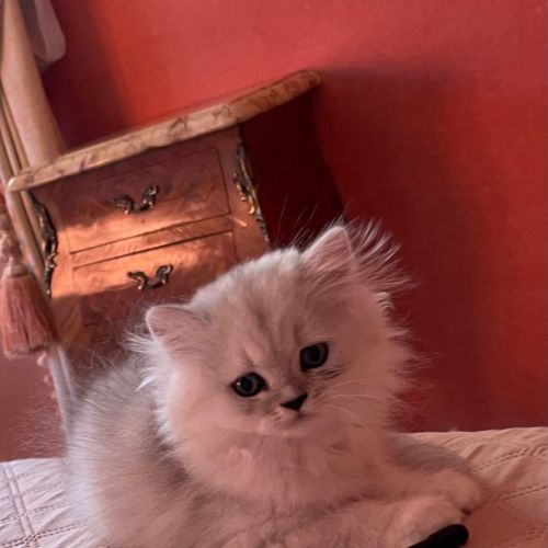 Chatons persan chinchilla loof a reserver #8