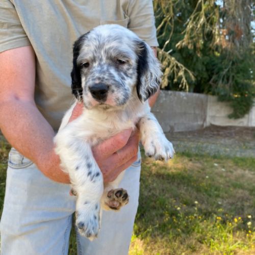 Chiots setter anglais lof