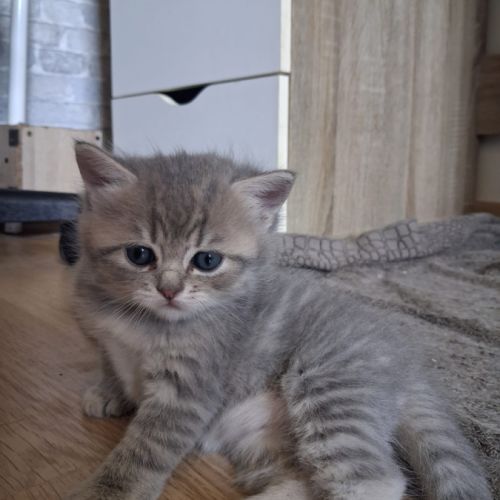 Chaton british shorthair longhair