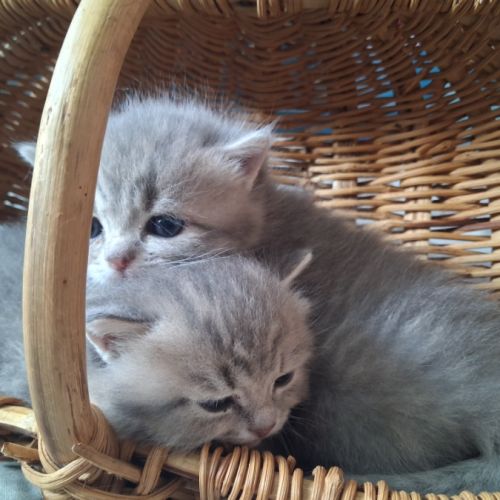 Chaton british shorthair longhair #2