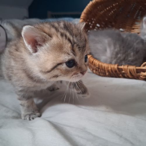 Chaton british shorthair longhair #3