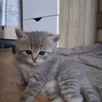 Chaton british shorthair longhair