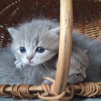 Chaton british shorthair longhair