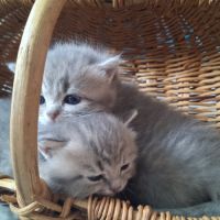 Chaton british shorthair longhair #2