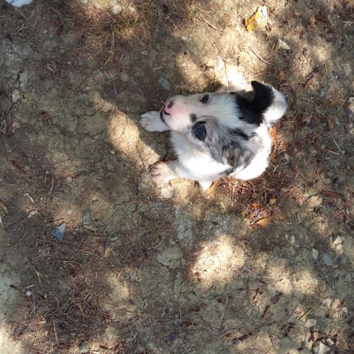 3 magnifiques border collie #2