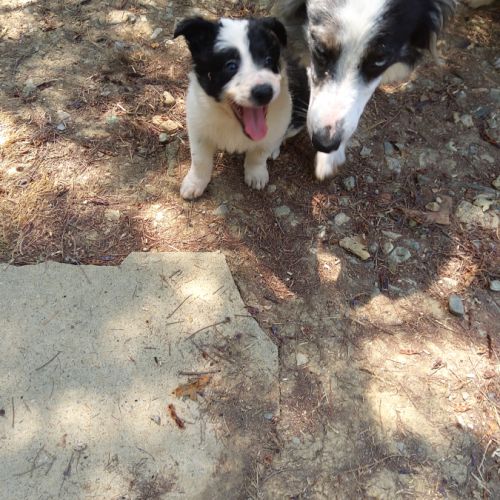 3 magnifiques border collie #4