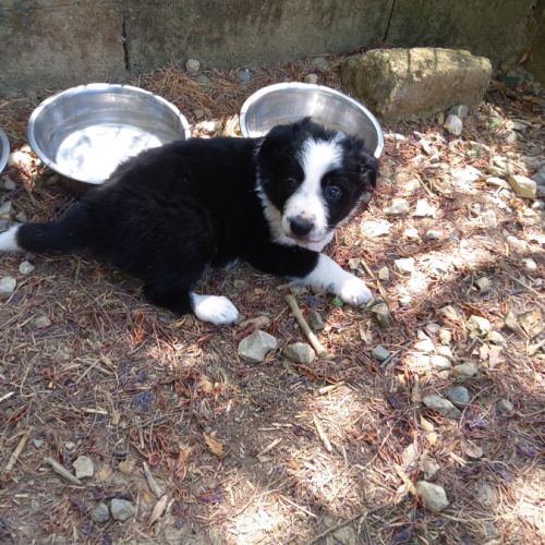 3 magnifiques border collie #0