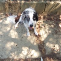 3 magnifiques border collie #1