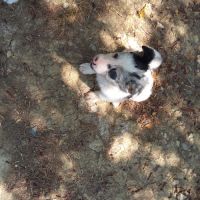 3 magnifiques border collie #2