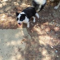 3 magnifiques border collie #3
