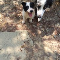 3 magnifiques border collie #4