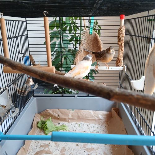 Couple de canaris #5
