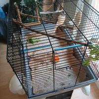 Couple de canaris #1