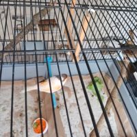 Couple de canaris