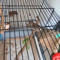 Couple de canaris #3