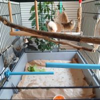 Couple de canaris #4