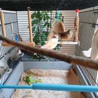 Couple de canaris #5