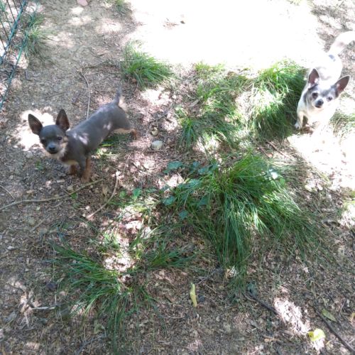 Chiot chihuahua bleu #2