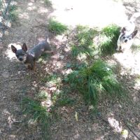 Chiot chihuahua bleu #2