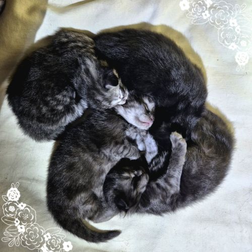 #lesbogosses - chatons norvégiens loof #2
