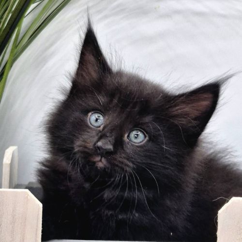 #lesbogosses - chatons norvégiens loof #3