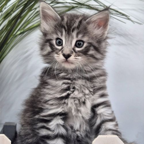 #lesbogosses - chatons norvégiens loof #4