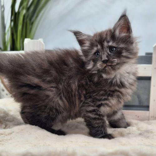 #lesbogosses - chatons norvégiens loof #5