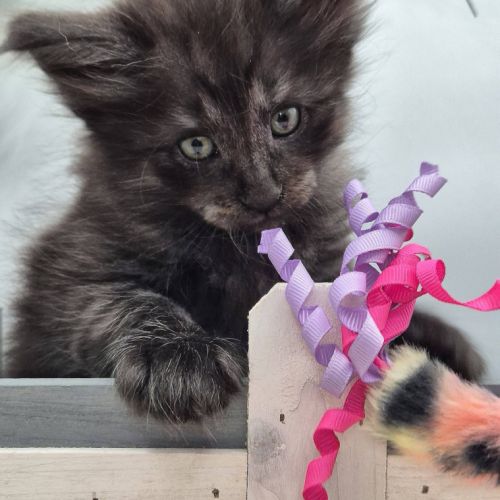 #lesbogosses - chatons norvégiens loof #6
