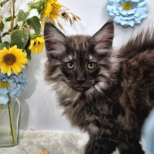 #lesbogosses - chatons norvégiens loof #7