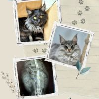 #lesbogosses - chatons norvégiens loof #1