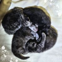 #lesbogosses - chatons norvégiens loof #2